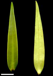 Veronica stricta var. egmontiana. Leaf surfaces, adaxial (left) and abaxial (right). Scale = 10 mm.
 Image: W.M. Malcolm © Te Papa CC-BY-NC 3.0 NZ